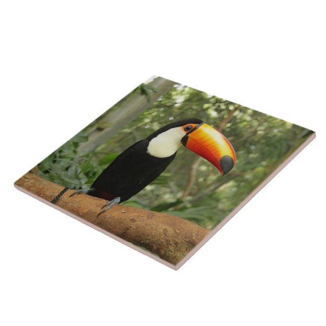 Toucan na ramificação da árvore (Lateral)