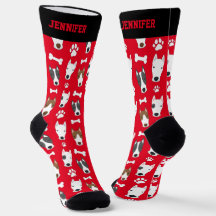 Touro Cute Terrier Puppy Puppy Puppy Cão Pover