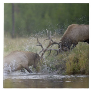 Touros de alce lutando, Yellowstone NP, Wyoming