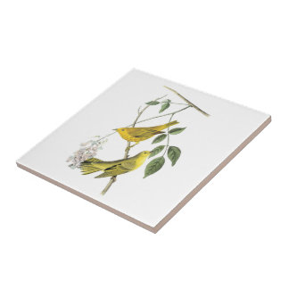 Toutinegra amarela por Audubon