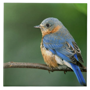 Toutinegra-azul-fêmea, Sialia sialis