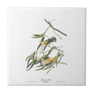 Toutinegra do Prothonotary da placa 3 de Audubon