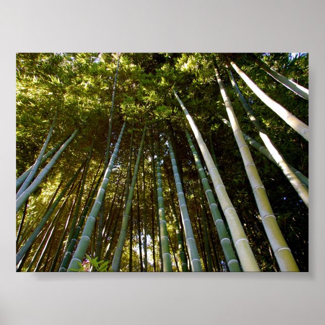 Towering Bamboos Poster (Frente)