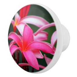 Tração da gaveta do Plumeria