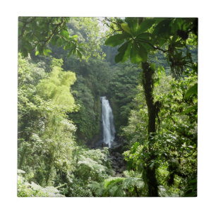 Traffic Falls Tropical RainForest Fotografia