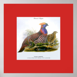 Tragopan de Temminck /Faisão Horned J.Gould Poster