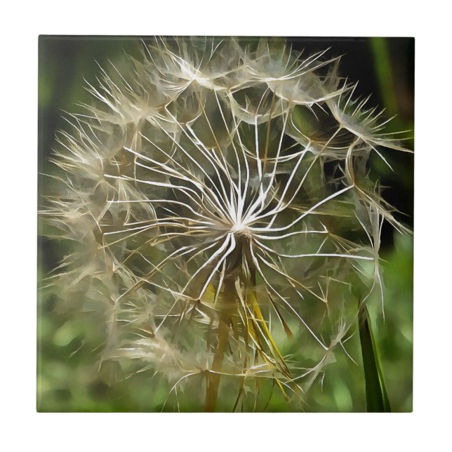 Tragopogon Wildflower Salsify Nature Amplia Arte (Frente)