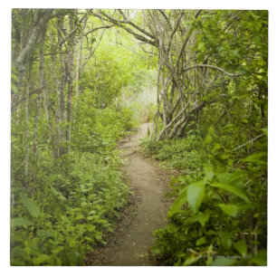 Trajeto através da floresta