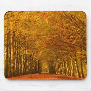 Trajeto de passeio através da floresta no mousepad