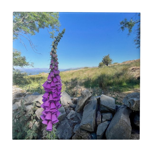 Tranquilidade do campo inglês (Frente)