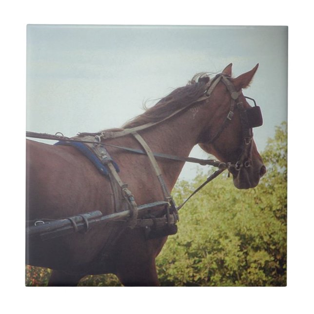 Transporte de Cavalos Desenhados (Frente)