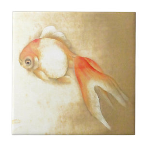 Transquil - Peixe-dourado japonês