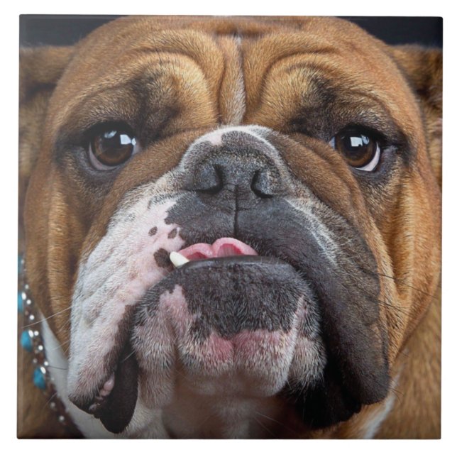 Travesseiro decorativo Inglês Bulldog (Frente)