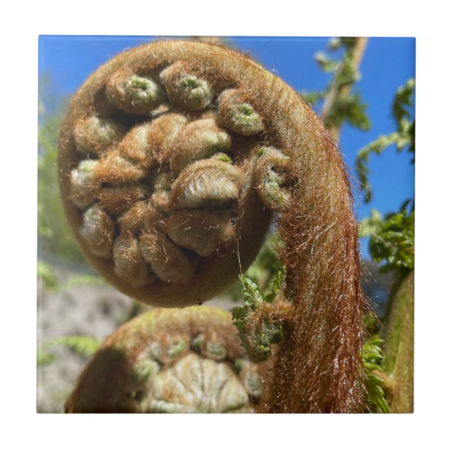 Tree Fern Frond (Frente)