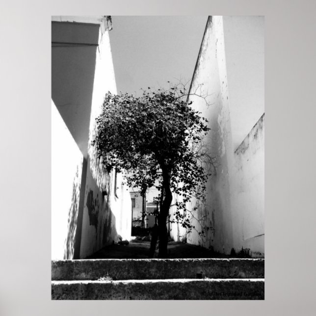 "Tree In Cape Town" , Poster De Arte JTG (Frente)