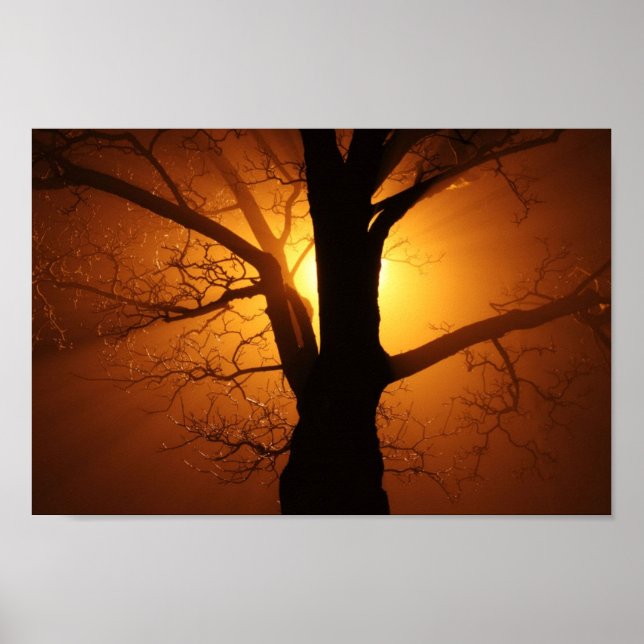 Tree In Fog At Night Poster (Frente)