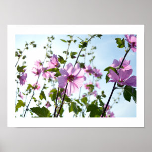 Tree Mallow Blooms na Poster de Verão
