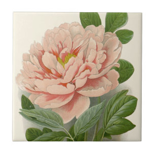 Tree Peony - Elegante Vintage Botanical Design