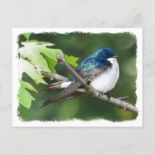 Tree Swallow - Cartão postal
