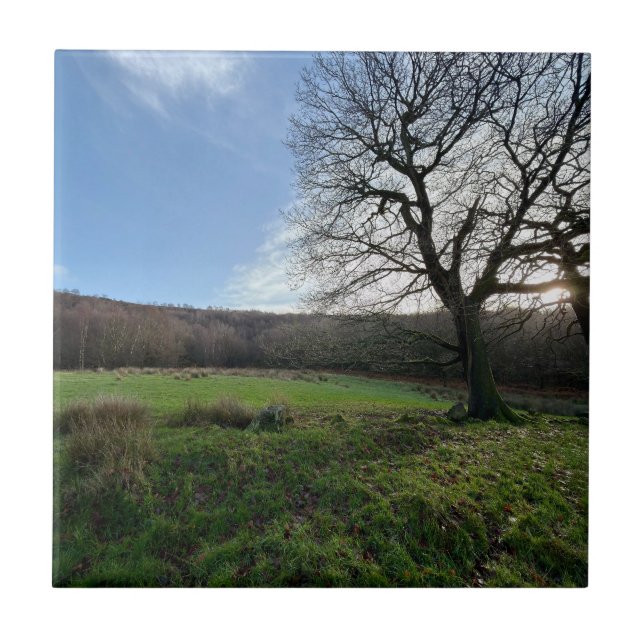 Tree view.. (Frente)