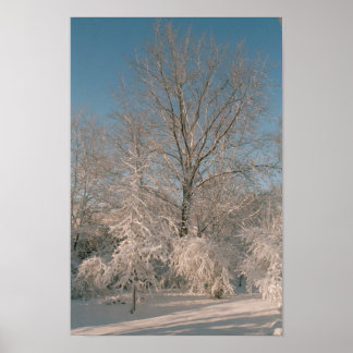 Trees After the Snow Poster