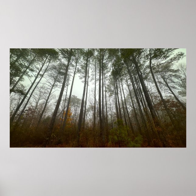 Trees & Fog,  Poster (Frente)