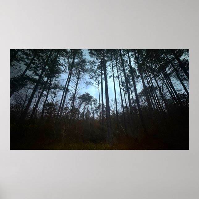 Trees & Fog,  Poster (Frente)