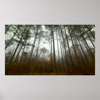 Trees & Fog, Poster