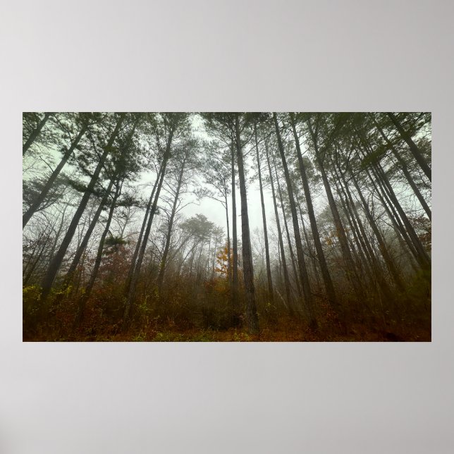 Trees & Fog,  Poster (Frente)