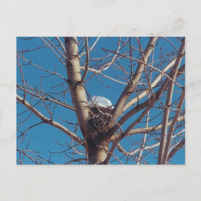 Treetop Chalet - cartão postal (Frente)