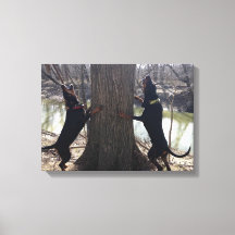 Treing Coon Hounds Canvas