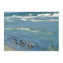 Trendy Florida Shorebird Ocean Waves