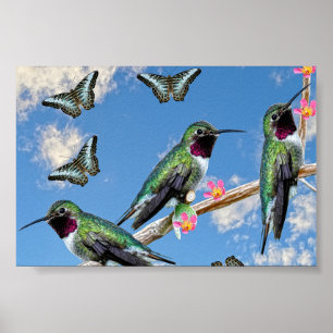 Três beija-flores percorrendo um galho Poster