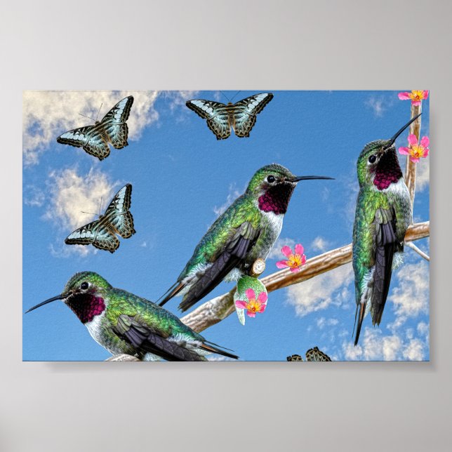 Três beija-flores percorrendo um galho Poster (Frente)