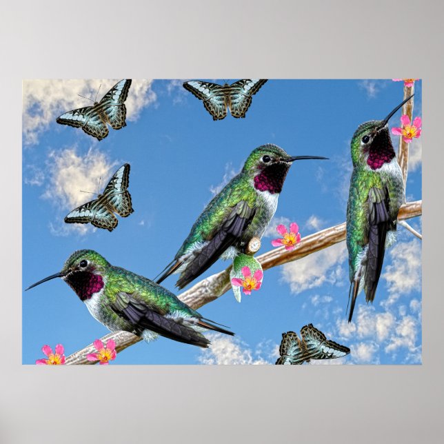 Três beija-flores percorrendo um galho Poster (Frente)