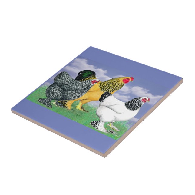 Três Brahmas (Lateral)