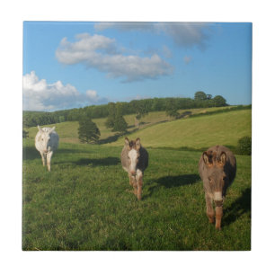Três burros em uma fotografia de campo
