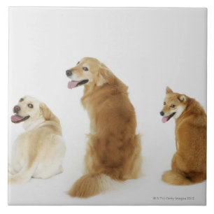 Três cães que olham a câmera