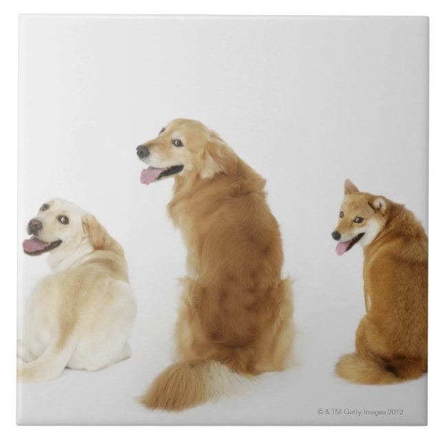 Três cães que olham a câmera (Frente)