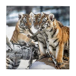 Três Cubos De Tigre Em Jogo