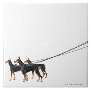 Três Dobermans na trela