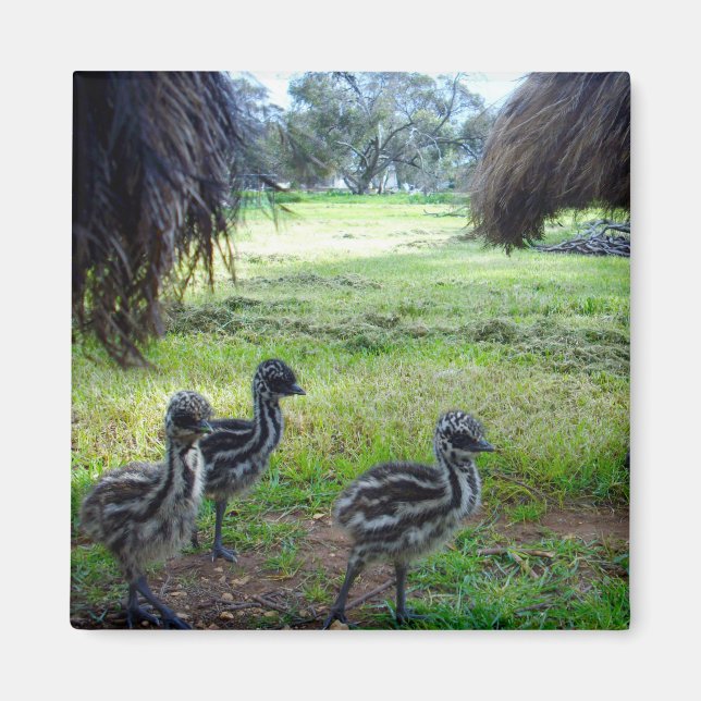 Três Felpudos Baby Emu, Imã de geladeira (Frente)