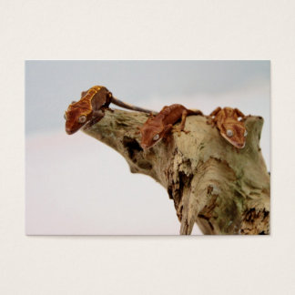 Três Geckos Detidos