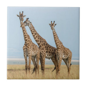 Três girafas posando