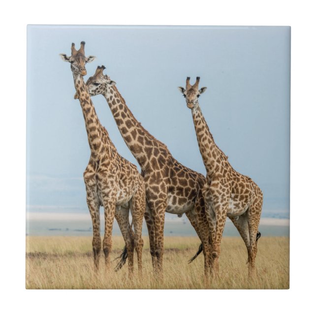 Três girafas posando (Frente)