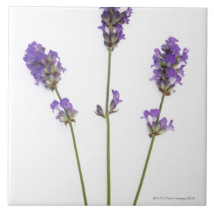 Três hastes de flores roxas inglesas da lavanda,
