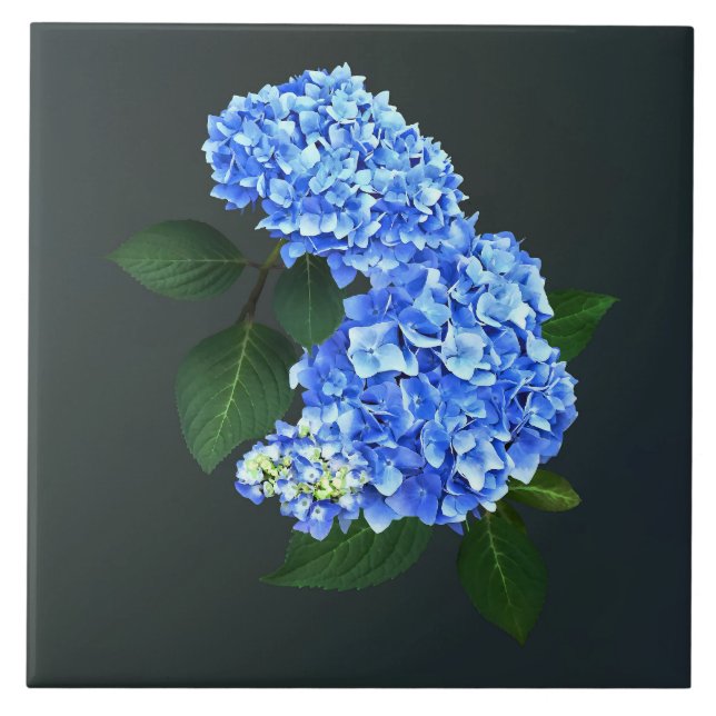 Três Hydrangea Azul (Frente)
