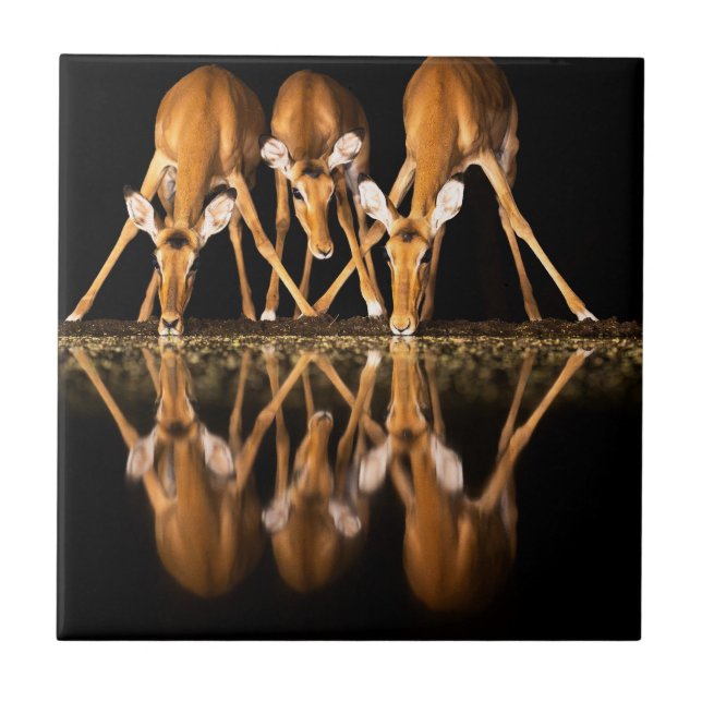 Três impalas bebem juntos à noite (Frente)
