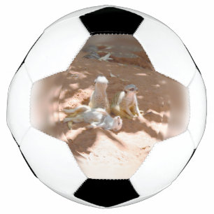 Três Meerkats Divertidos No Sol, Bola De Futebol