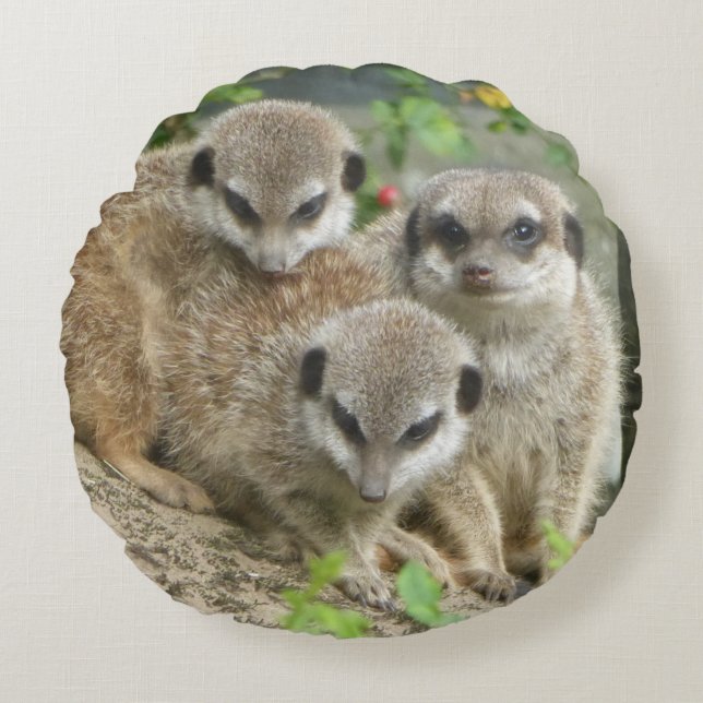 Três Meerkats Fofos Almofada Redonda (Frente)